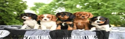Cavalier King Charles Spaniel dogs for sale: BJ - Ad 5
