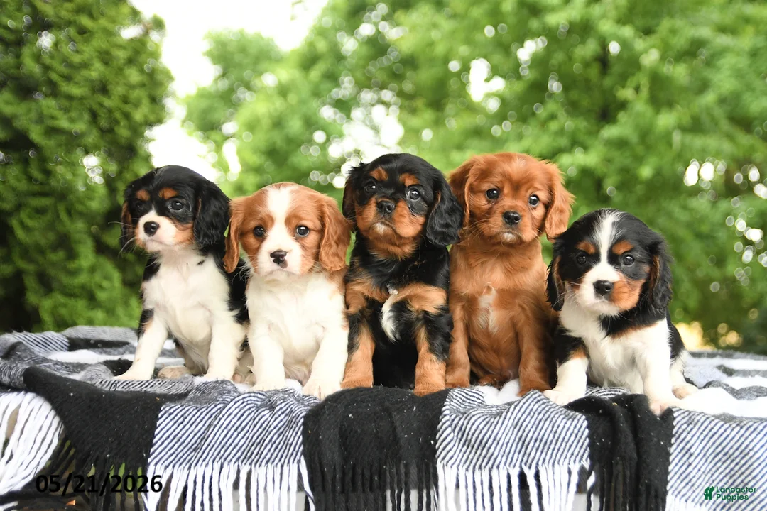 Cavalier King Charles Spaniel dogs for sale: BJ - Ad 5