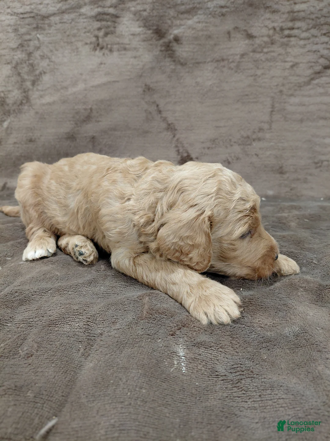 Goldendoodle dogs for sale: Finn Standard  - Ad 2