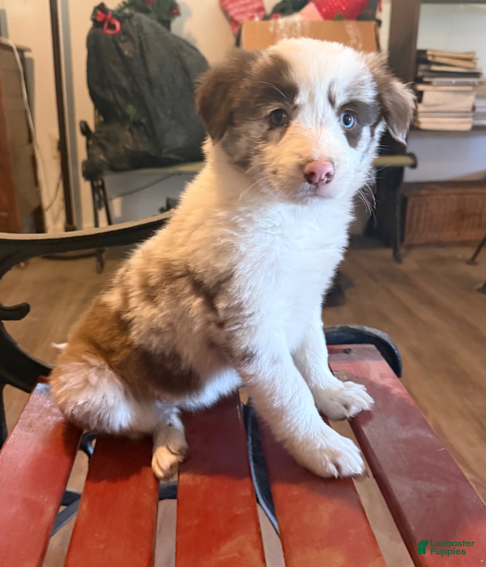 Border Collie dogs for sale: Callie - Ad 3