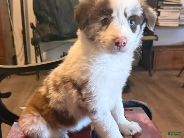 Border Collie dogs for sale: Callie - Ad 1