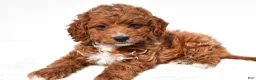 Cavapoo dogs for sale: Jasper - Ad 5