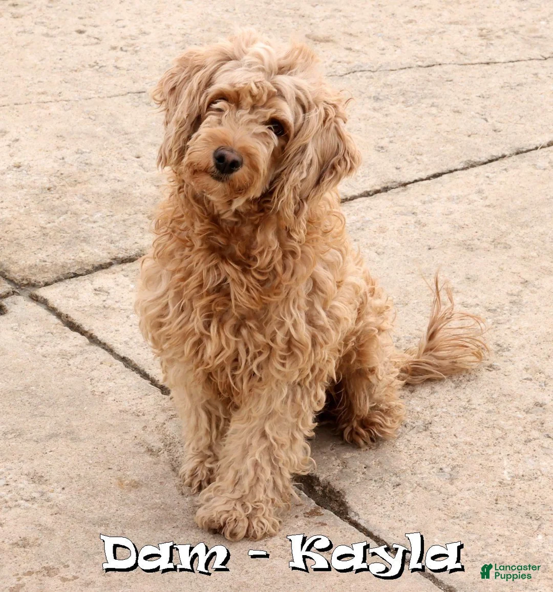 Mini Goldendoodle dogs for sale: Kate - Ad 10