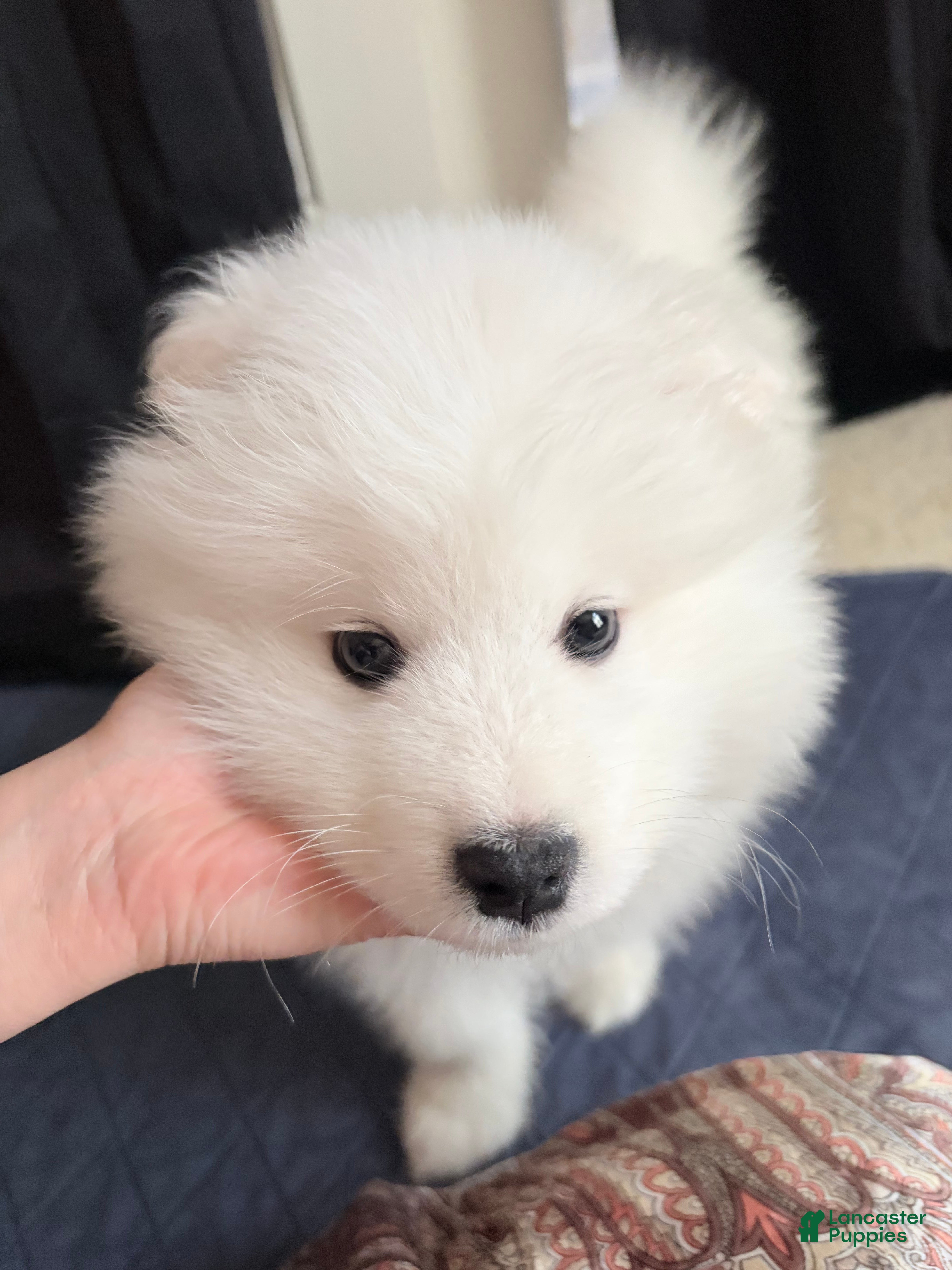Samoyed dogs Samoyed Puppy 1 - Ad 5