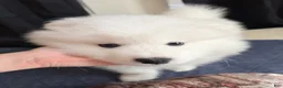 Samoyed dogs for sale: Samoyed Puppy 1 - Ad 1