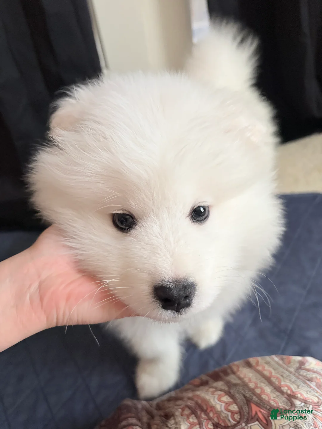 Samoyed dogs for sale: Samoyed Puppy 1 - Ad 1