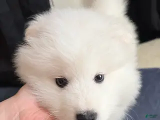 Samoyed dogs Samoyed Puppy 1 - Ad 6