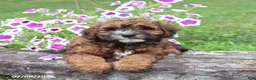 Whoodle dogs for sale: Besty - Ad 3
