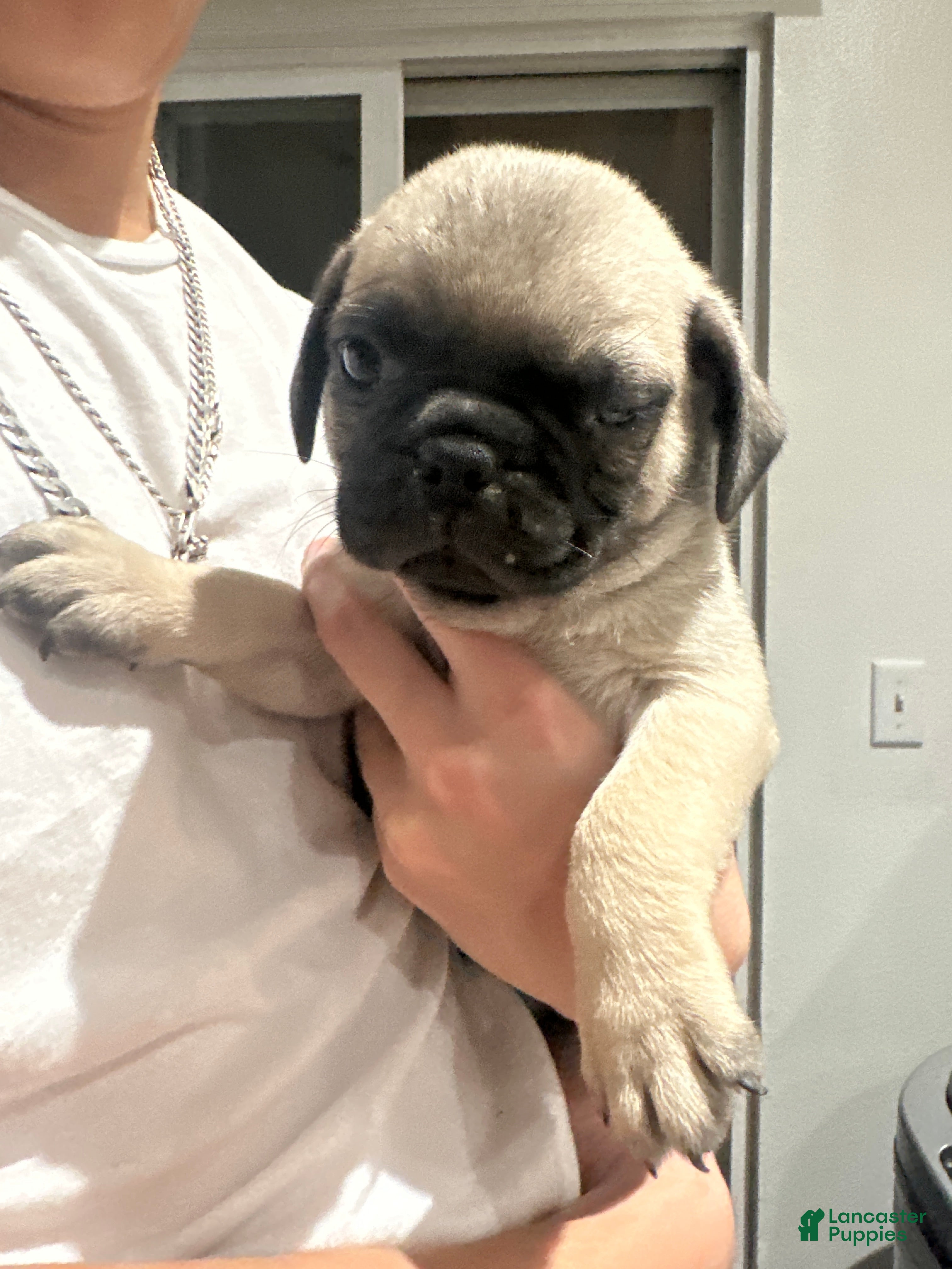 Pug dogs Pug 5 - Ad 9