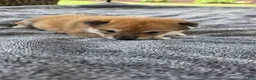 Shiba Inu dogs for sale: Glory - Ad 6
