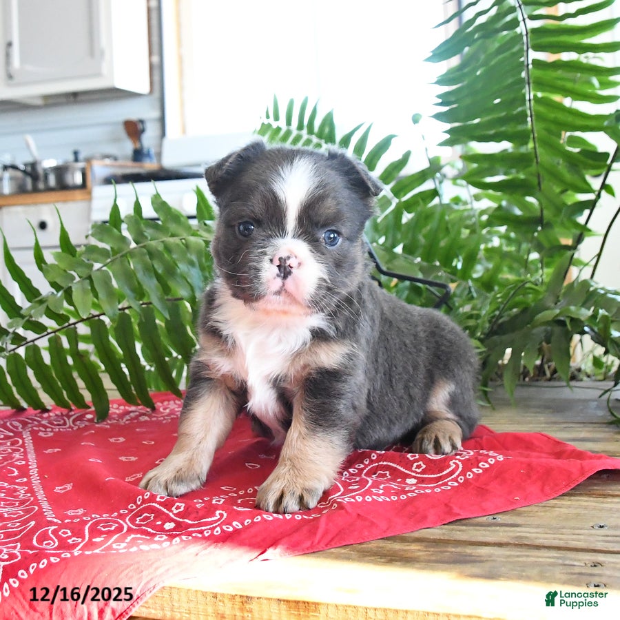 French Bulldog dogs Shiloh  - Ad 32