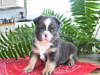 French Bulldog dogs Shiloh - Ad 31