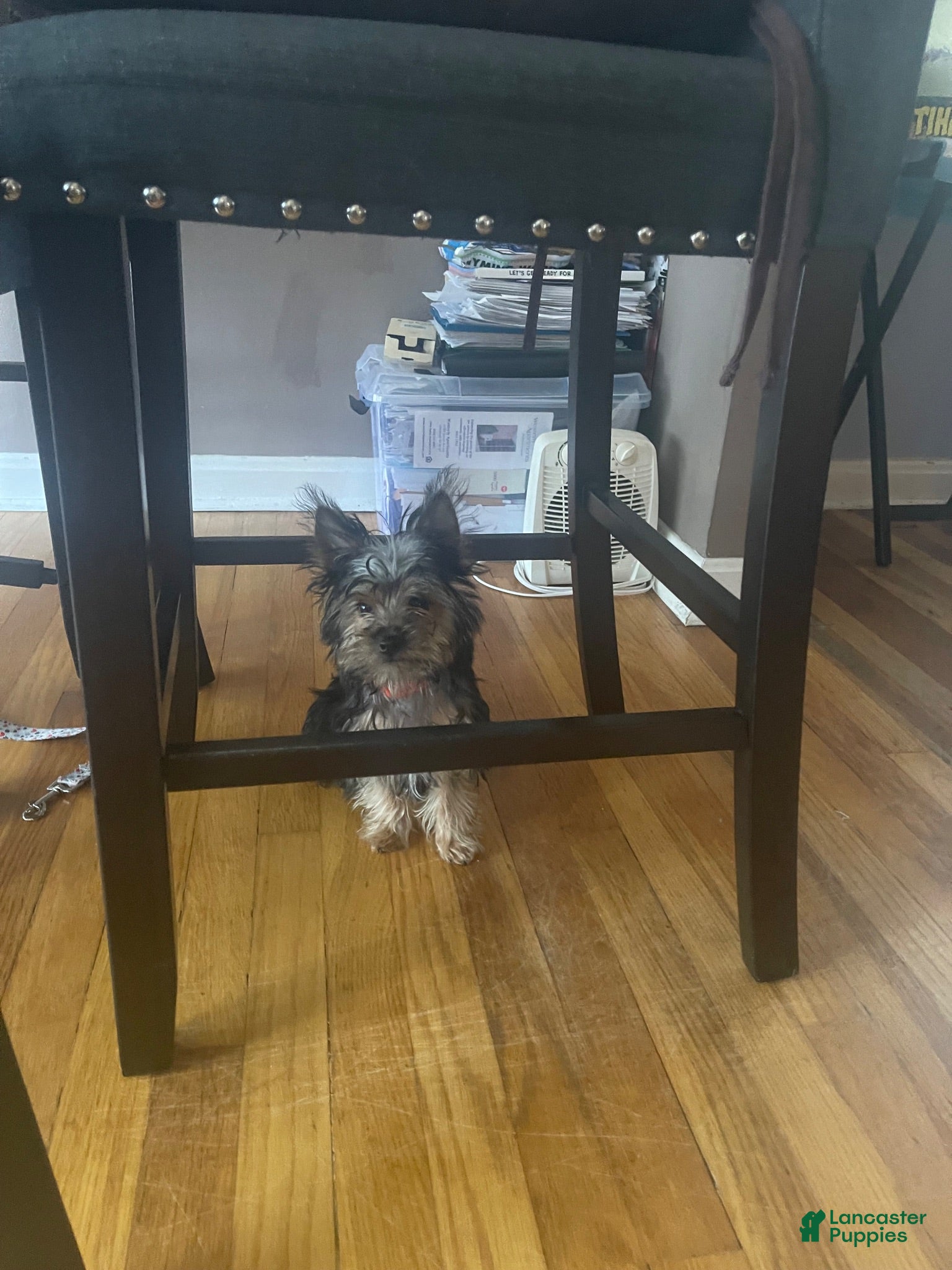 Yorkshire Terrier dogs Teddy Bear - Ad 31