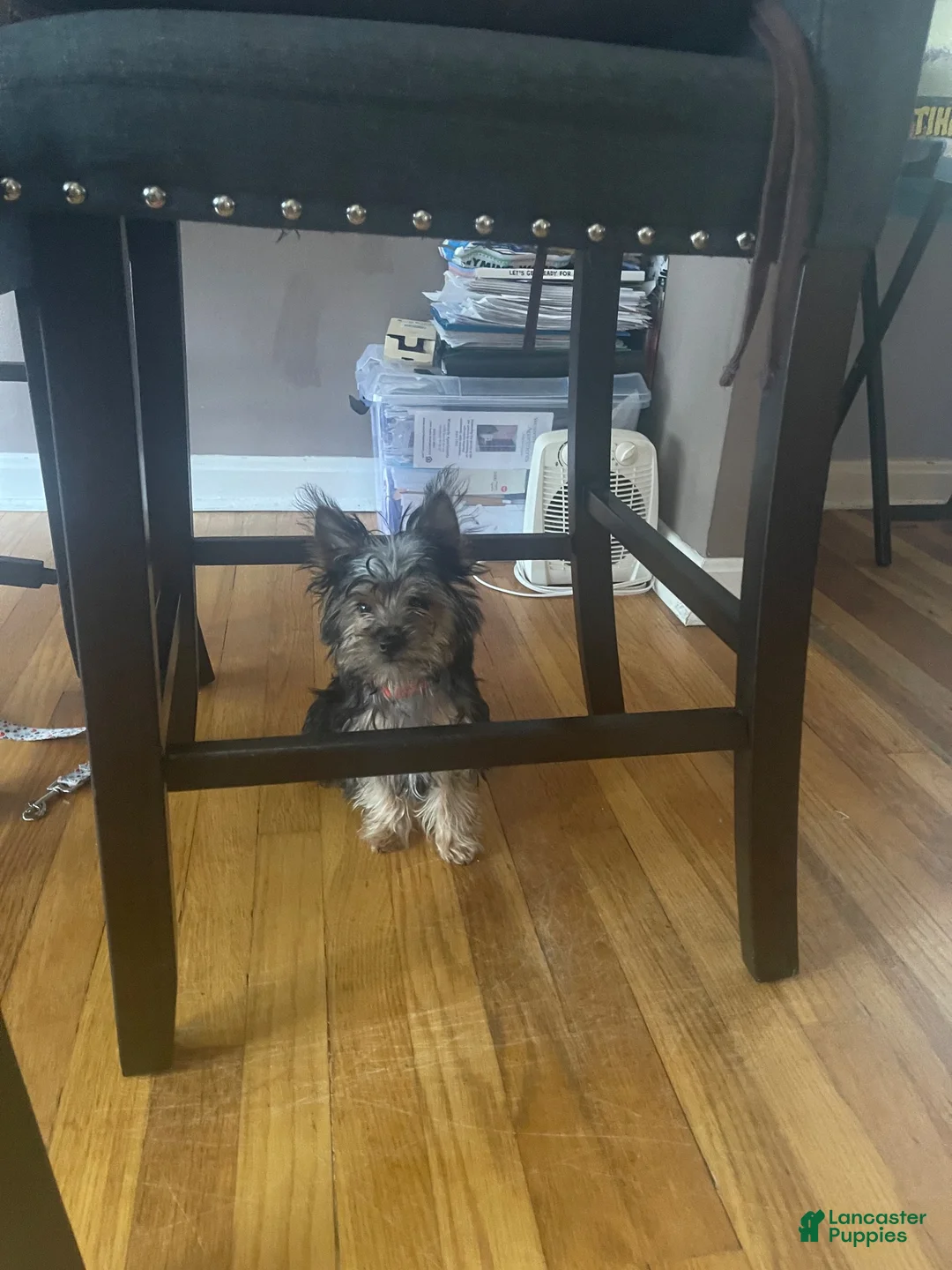 Yorkshire Terrier dogs for sale: Teddy Bear - Ad 1