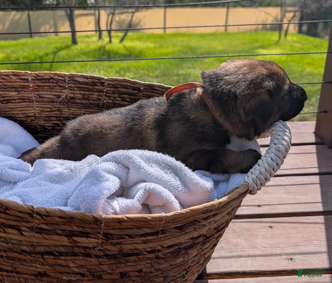 Mixed Breed dogs for sale: Creamsicle - Ad 1