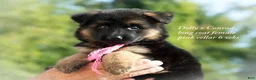 German Shepherd dogs for sale: German Shepherd female red collar - Ad 19