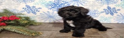 Mini Bernedoodle dogs for sale: Grace - Ad 15