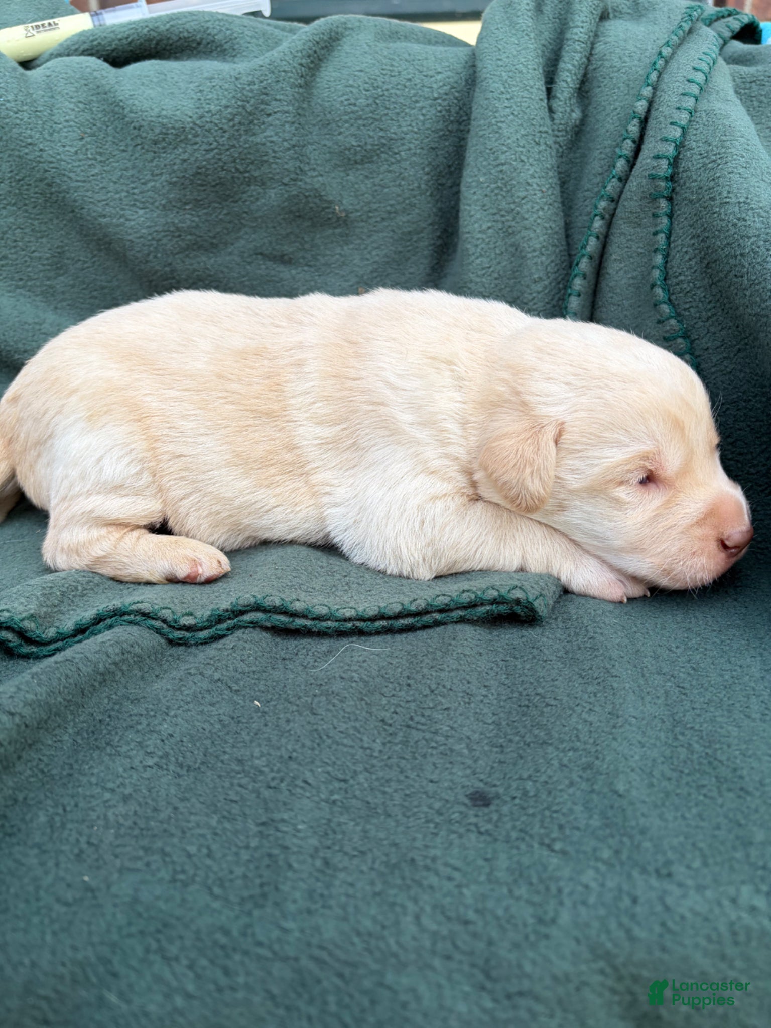 Labrador Retriever dogs for sale: Georgie - Ad 3