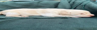 Georgie