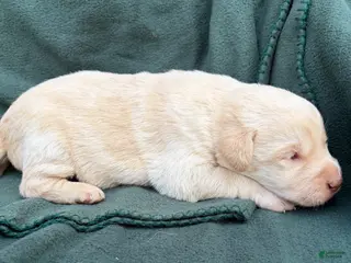 Labrador Retriever dogs for sale: Georgie - Ad 3