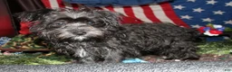 Morkie dogs for sale: Frank - Ad 20