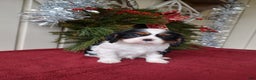 Cavalier King Charles Spaniel dogs for sale: Lance - Ad 11