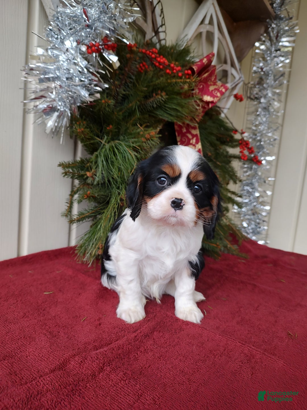 Cavalier King Charles Spaniel dogs for sale: Lance - Ad 11