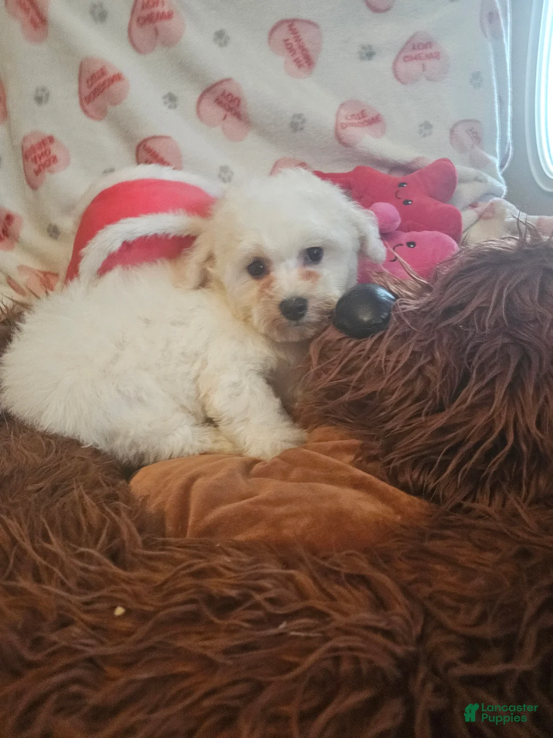 Bichon Frise dogs for sale: Bichon Frise Puppy 3 - Ad 2