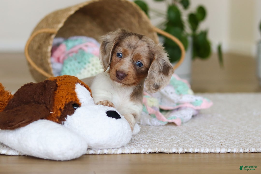 Miniature Dachshund dogs for sale: Skye - Ad 19