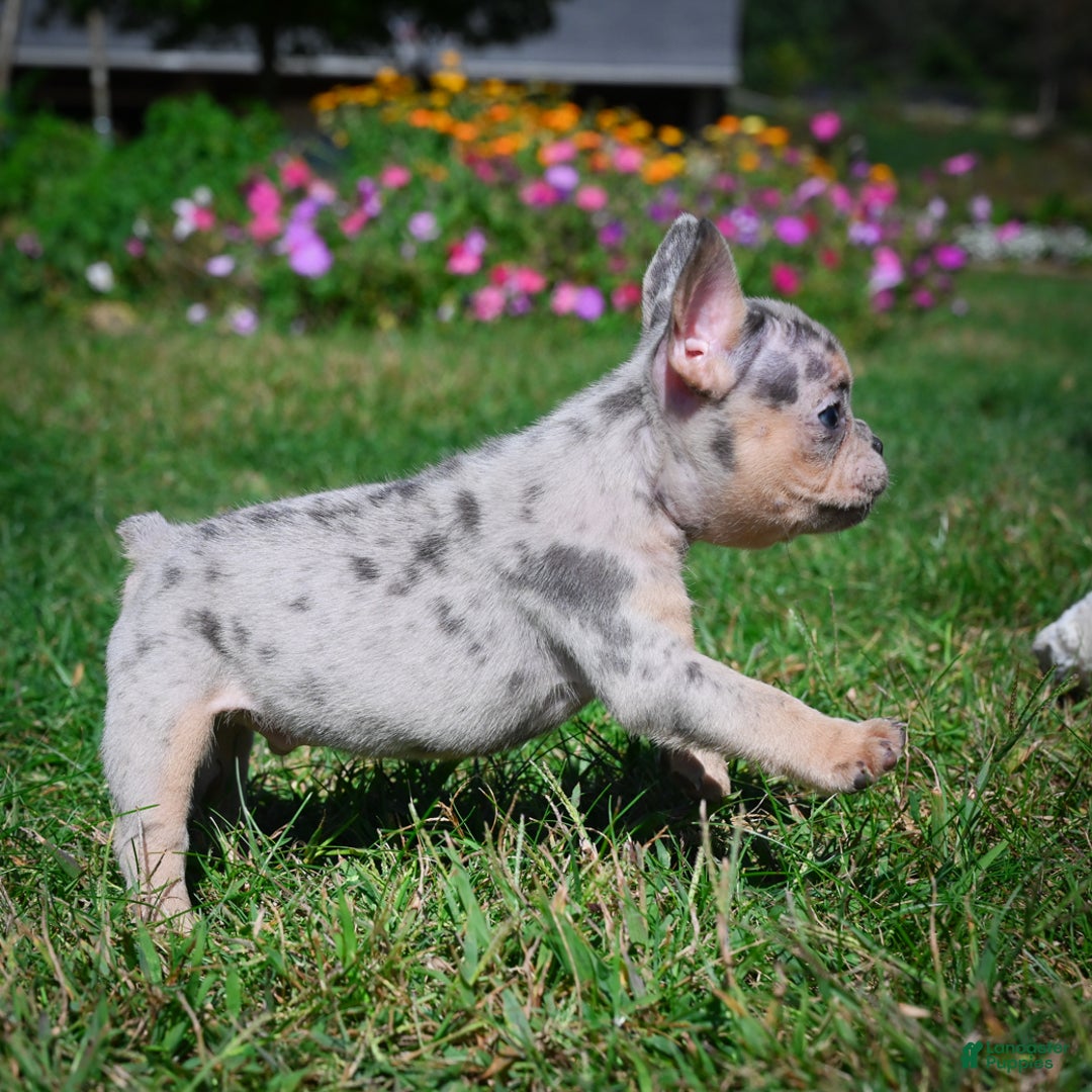 French Bulldog dogs for sale: Cooper - Ad 6