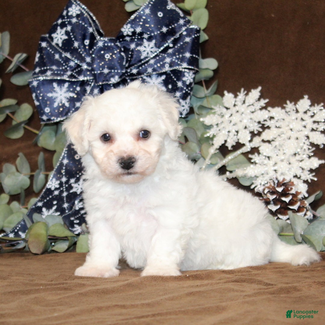 Bichon Frise dogs for sale: Tipton - Ad 1