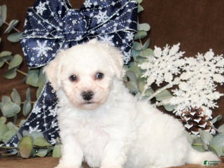 Bichon Frise dogs Tipton - Ad 6