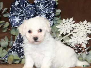 Bichon Frise dogs Tipton - Ad 25