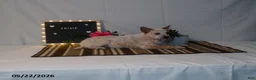 Australian Cattle Dog dogs for sale: Trixie - Ad 6