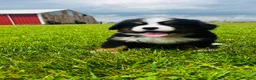 Bernese Mountain Dog dogs for sale: Montgomery - Ad 6