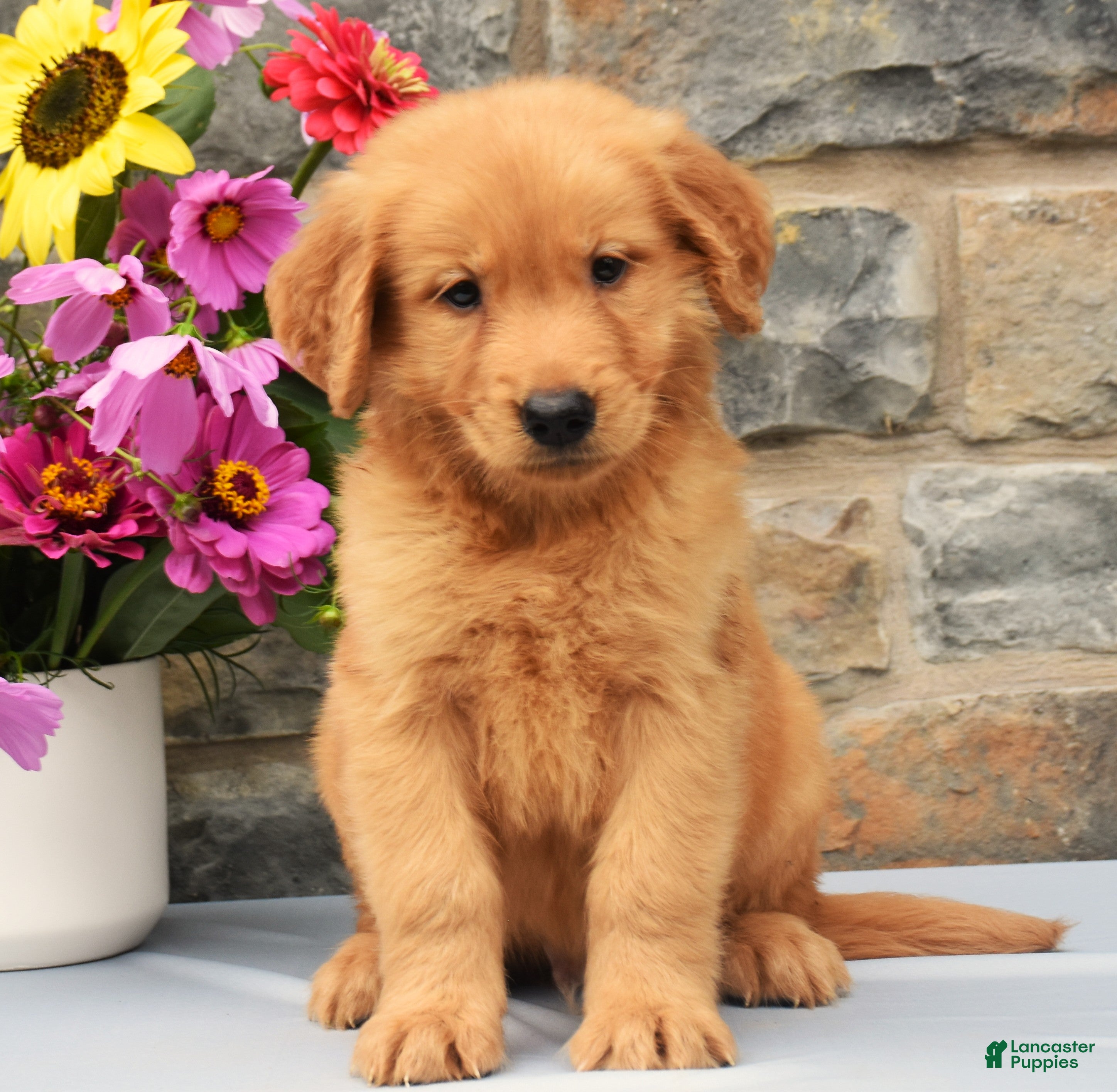 Golden Retriever dogs Sailor - Ad 1