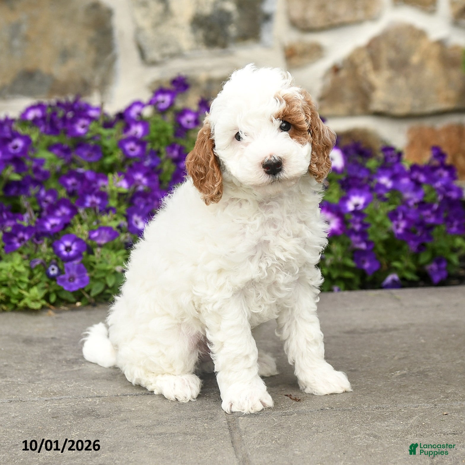 Mini Goldendoodle dogs Sammy - Ad 1