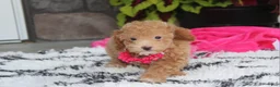 Bichpoo dogs for sale: Kalila  - Ad 5
