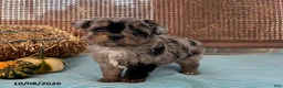 Mini Aussiedoodle dogs for sale: Duke - Ad 1