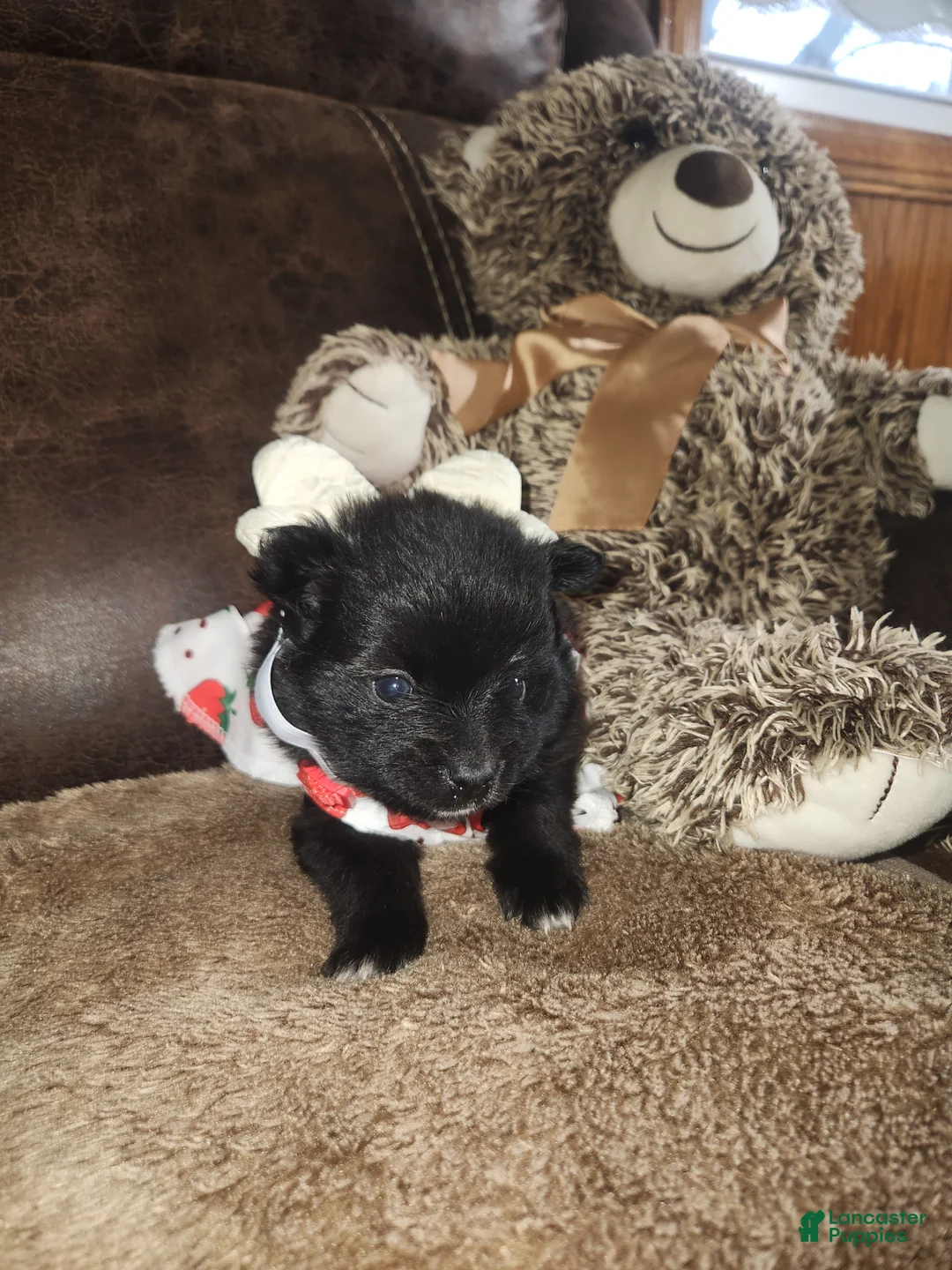 Pomeranian dogs for sale: Pomeranian Puppy 1 - Ad 2