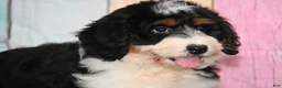 Bernedoodle dogs for sale: Bernedoodle 2 - Ad 5