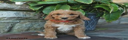 Mini Goldendoodle dogs for sale: Bella   - Ad 1