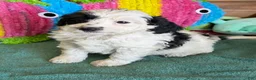 Labradoodle dogs for sale: Oreo - Ad 2