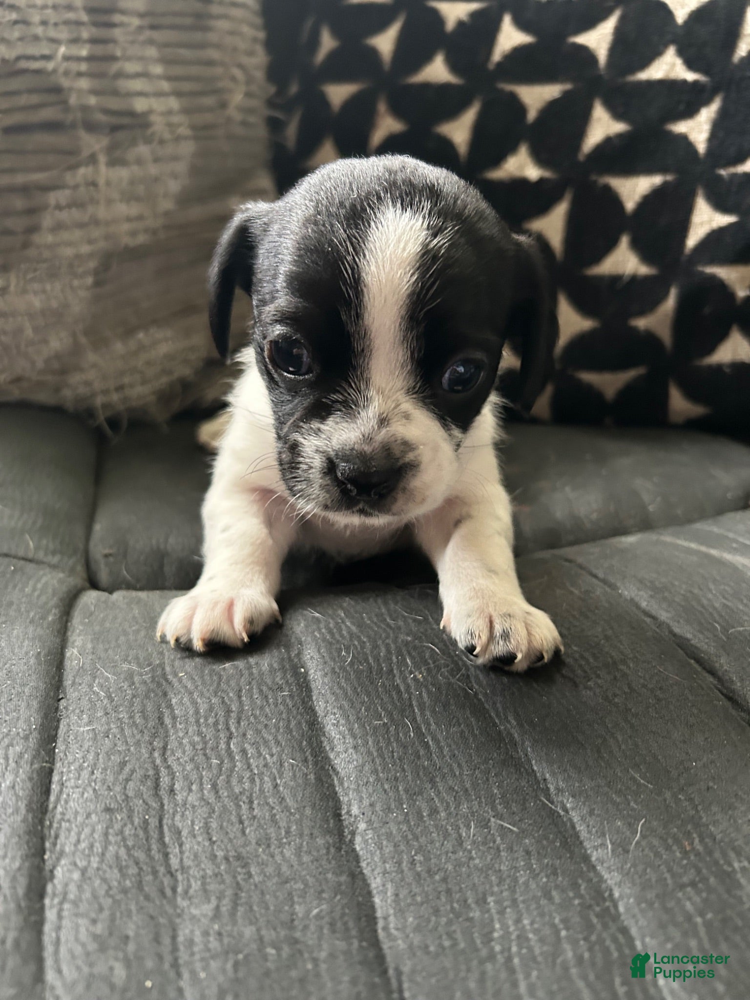 Mixed Breed dogs Mixed Breed 1 - Ad 13