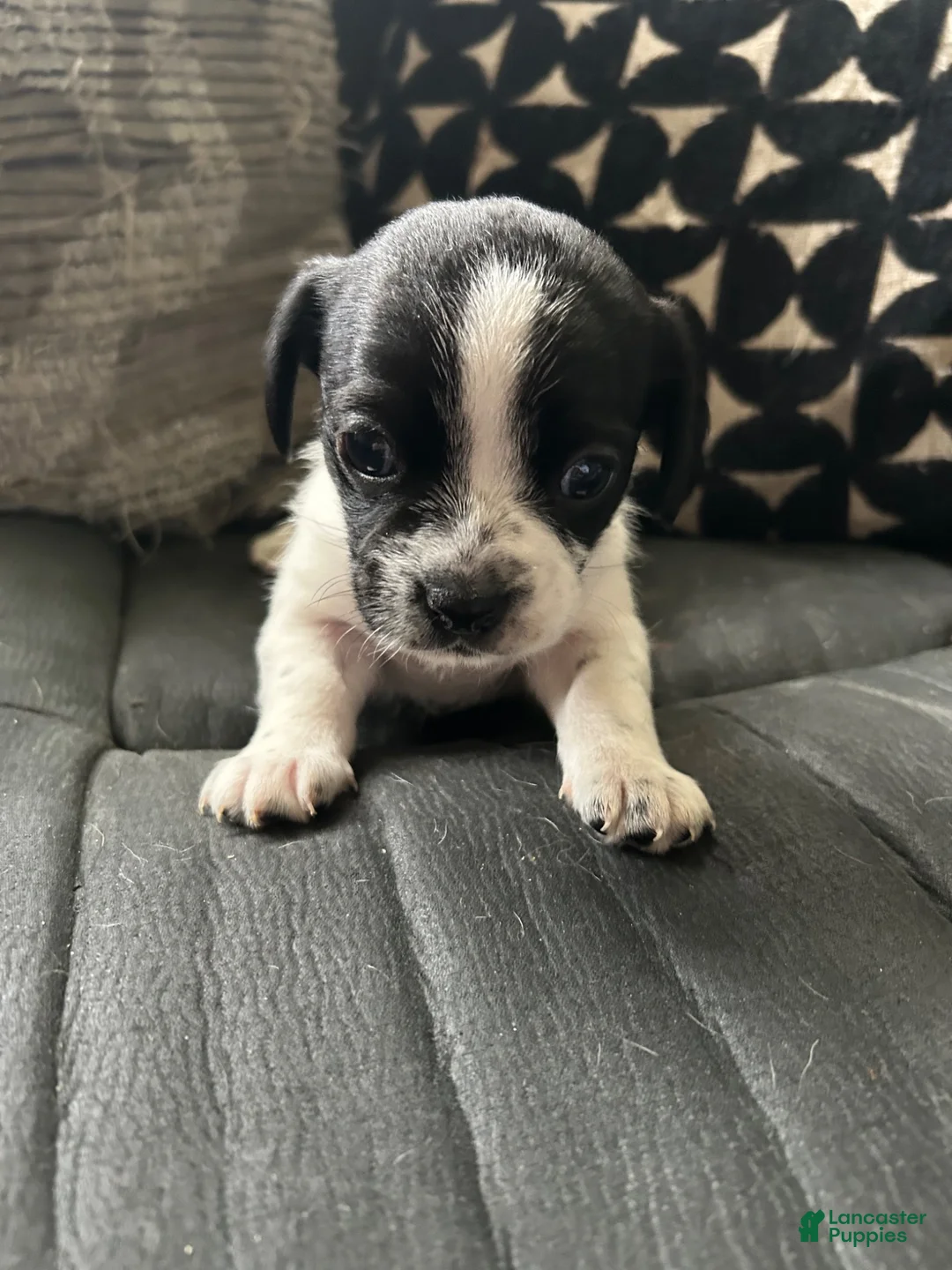 Mixed Breed dogs for sale: Mixed Breed 1 - Ad 1