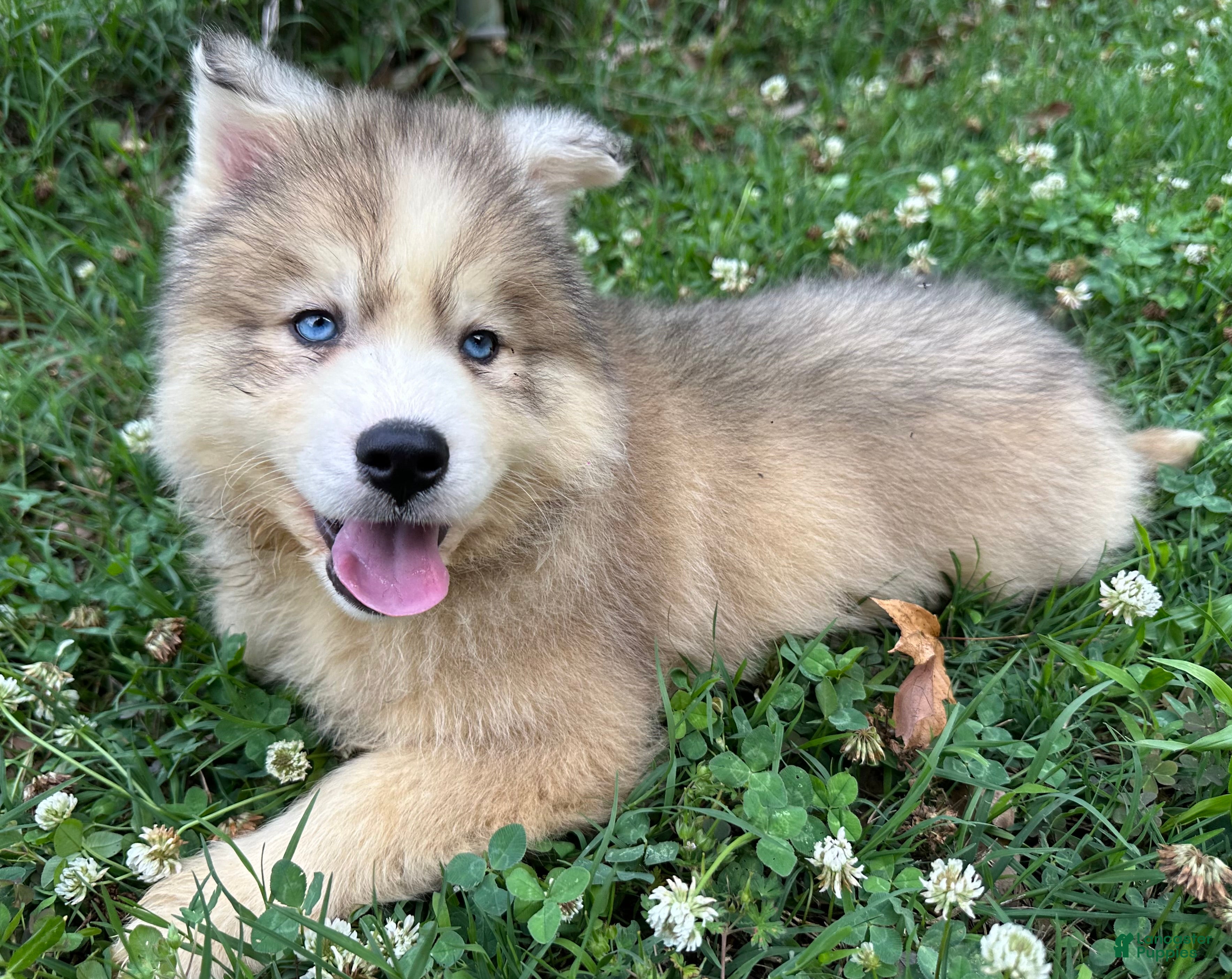 Siberian Husky dogs ROBBIE - Ad 1