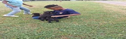 Mixed Breed dogs for sale: Lobi - Ad 3