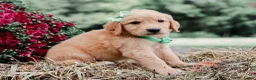 Golden Retriever dogs for sale: Aiken AKC Golden Retriever Pup - Ad 3