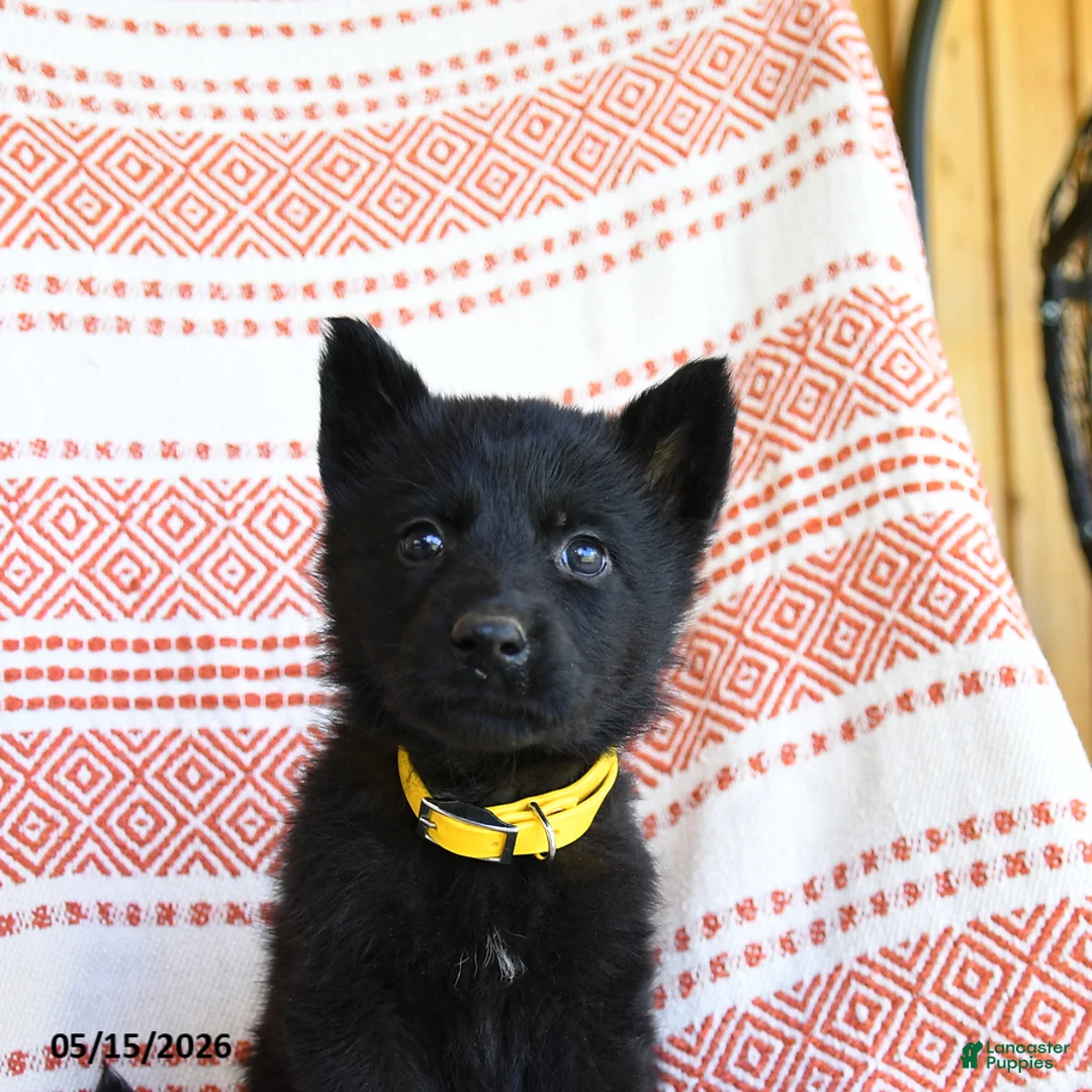 German Shepherd dogs for sale: Mandy - Ad 5