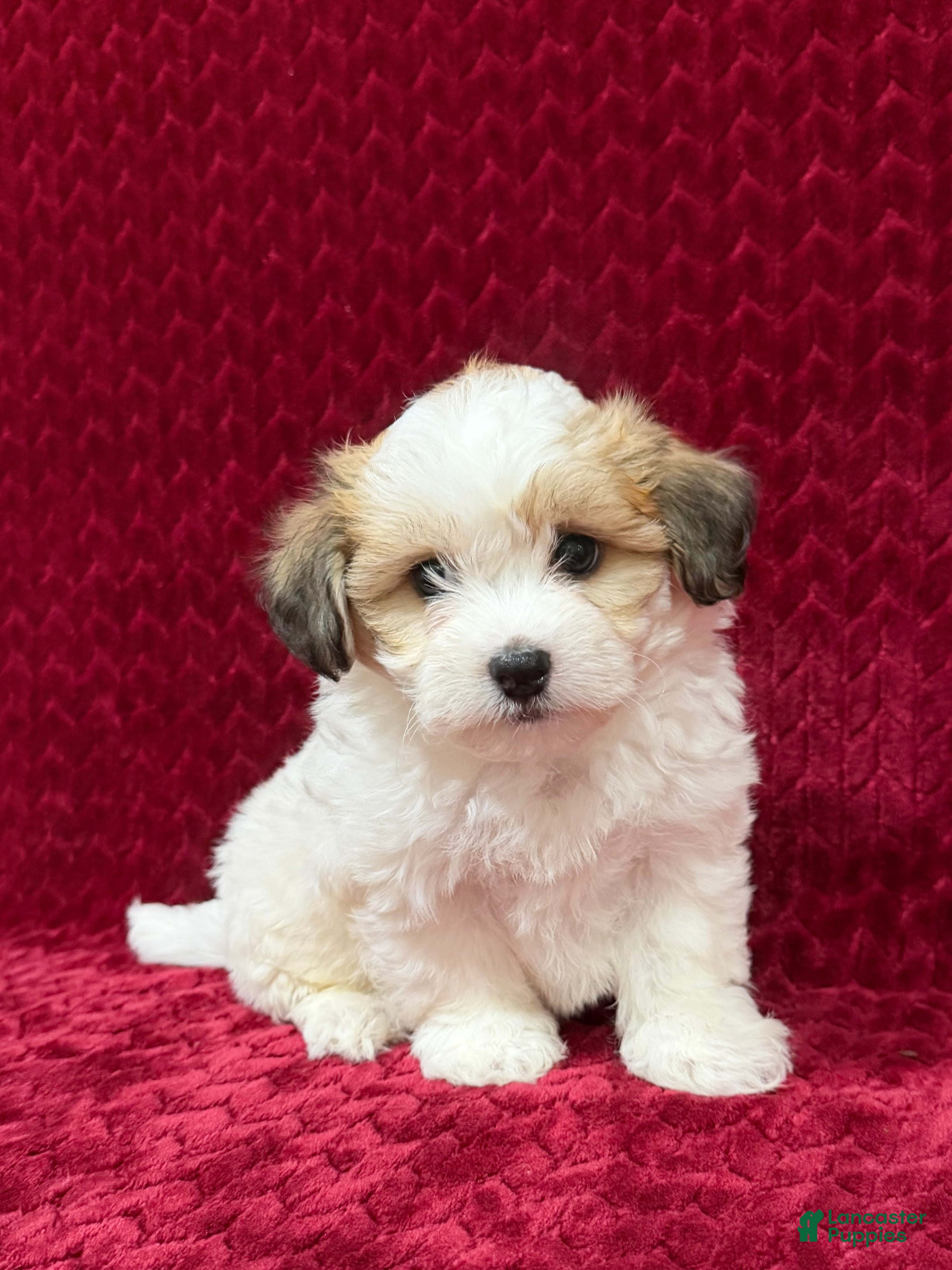 Teddy Bear dogs Nate - Ad 1